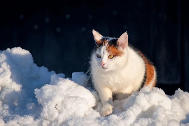 Tricolor cat standing in snow